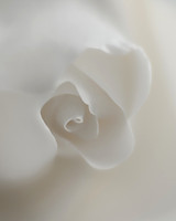 Apostolacus_SolitaryRose_P