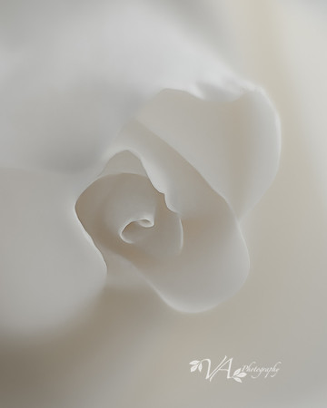 Apostolacus_SolitaryRose_P