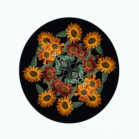 Sunflowers-1