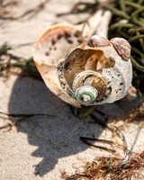 Cape_Conch-1