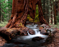 Amazing_Sequoia-1