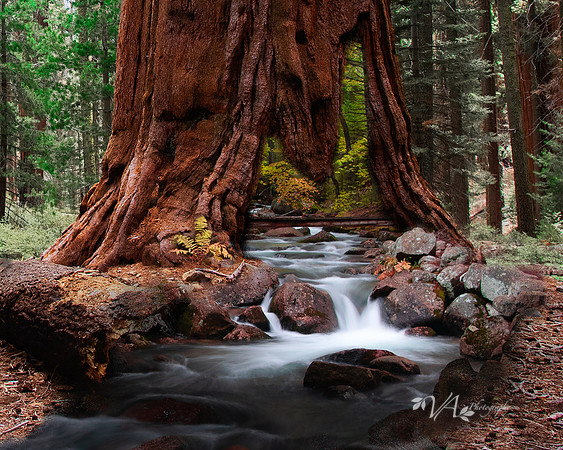 Amazing_Sequoia-1